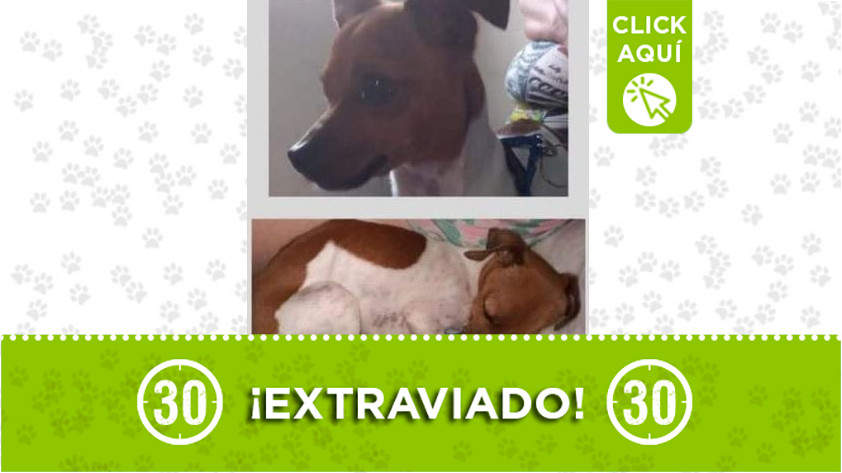 'Toby' perdido en Sabaneta