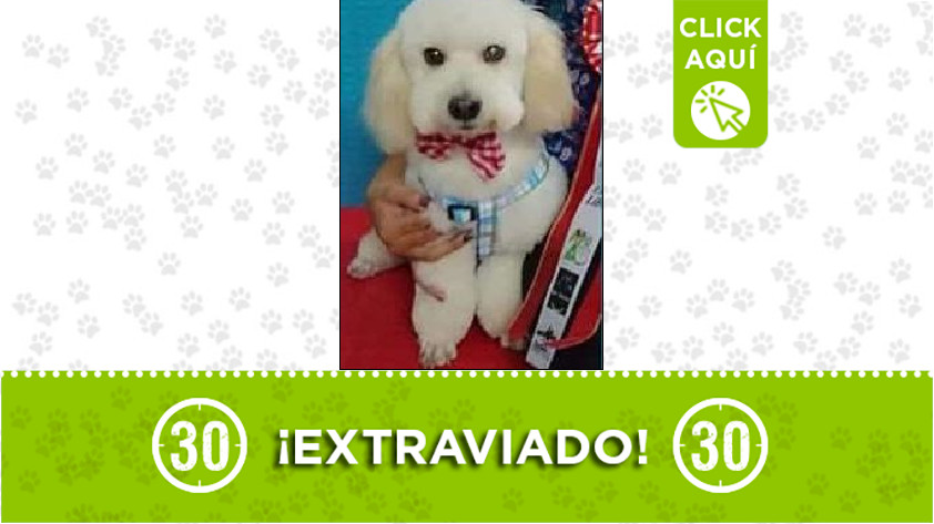 'Toby' perdido en Santa Cruz