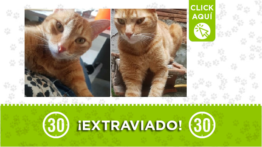 'Tomás' perdido en Robledo