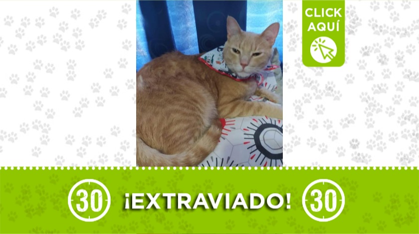 'Tomás' perdido en Manrique