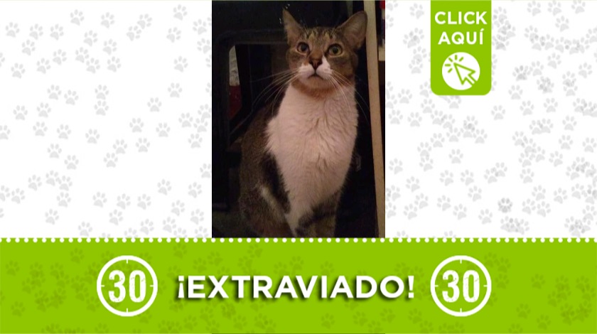 'Tom' perdido en Envigado