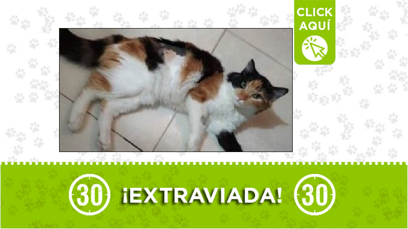 'Venus' perdida en Calasan