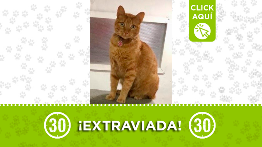 'Roofy' se extravió en La Estrella