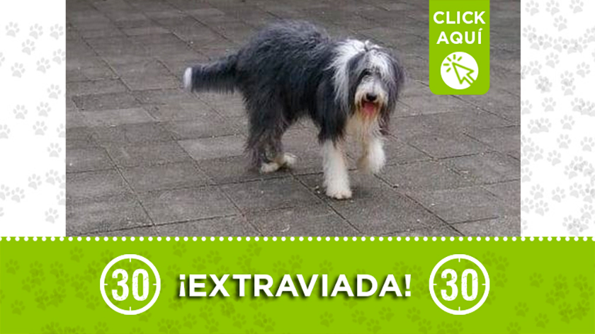'Panda', esta mascota se extravió en San Cristóbal y su familia agradece ayuda para que vuelva a su hogar lo antes posible.