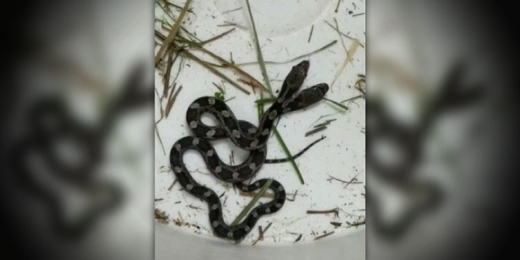 Foto: ¡Qué susto! Mientras hacía el aseo, mujer se encontró con serpiente de dos cabezas