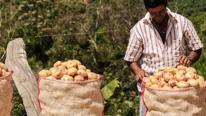 Programa de apoyo a productores de papa Programa de apoyo a productores de papa