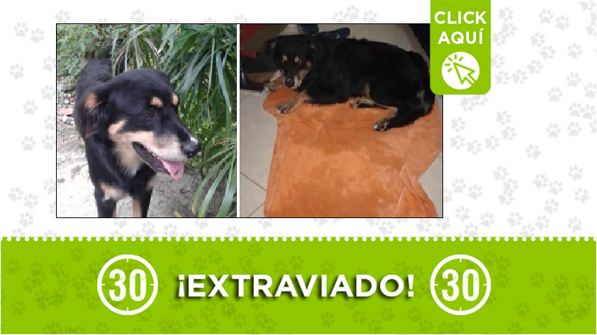 'Cachito' perdido en Buenos Aires