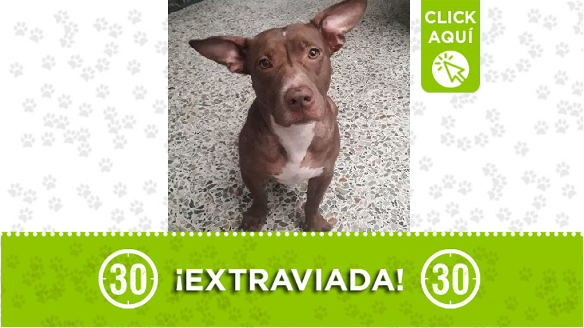 'Canela' perdida en Laureles