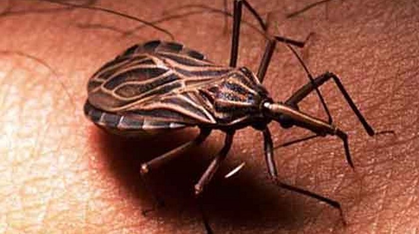 Colombia reduce enfermedad de Chagas por transmisión oral