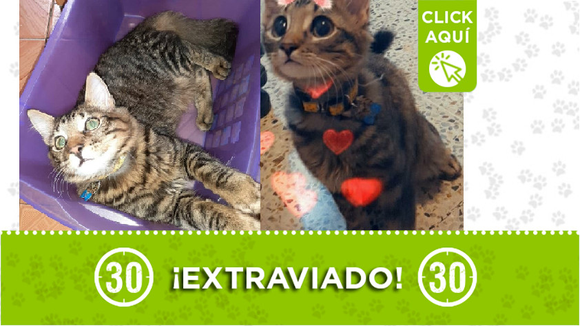 'Coco' perdido en La Milagrosa