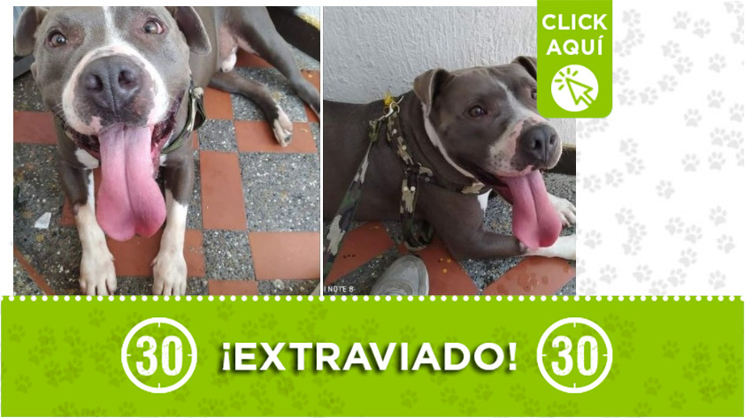 'Douglas' perdido en Castilla