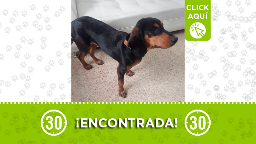 Esta perrita fue encontrada deambulando por el barrio Palomares