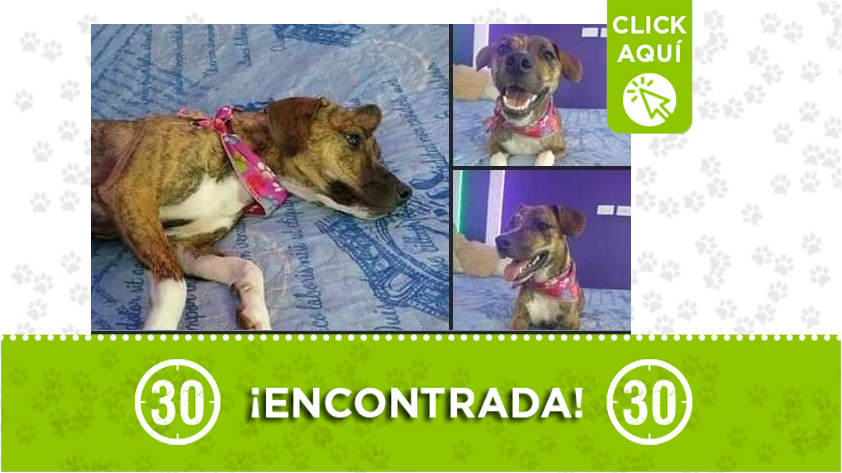 Perrita encontrada en Enciso
