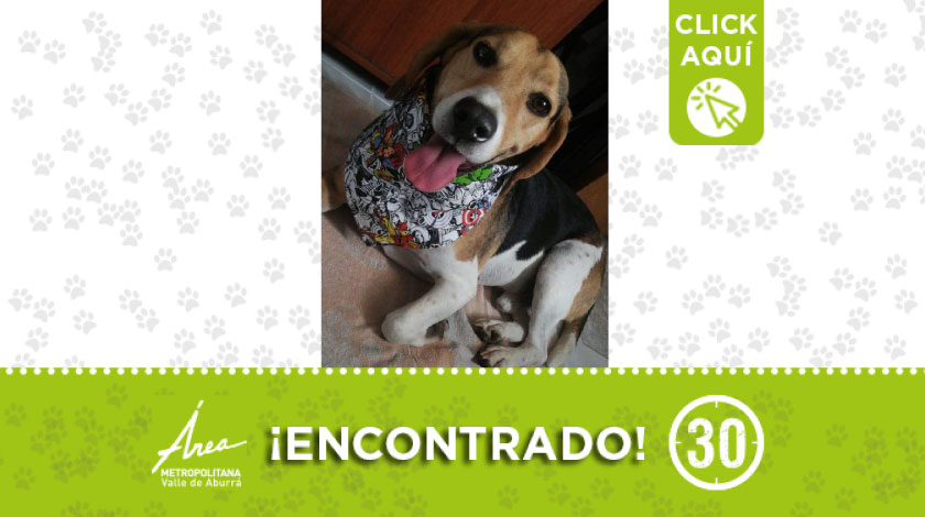 Perrito encontrado deambulando por el barrio Santa Mónica