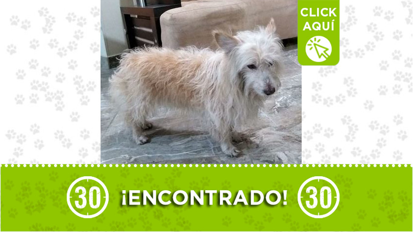 Perrito encontrado