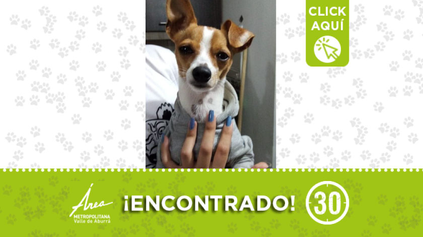 Peludito encontrado en Bello por el sector Trapiche, buscan a sus dueños