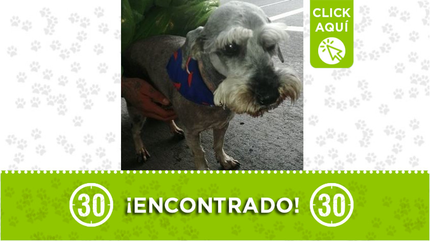 Perro encontrado