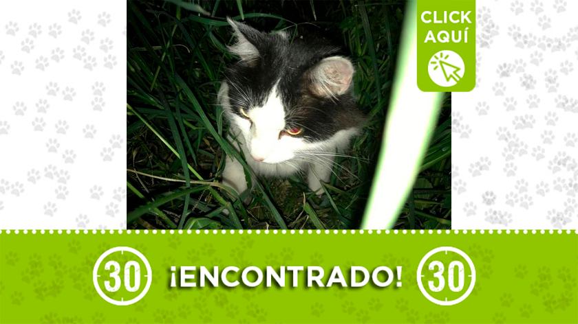 Gatito encontrado por Belén Las Mercedes, buscan a su dueño