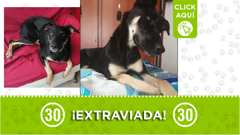 'Estrellita' perdida en Villavicencio