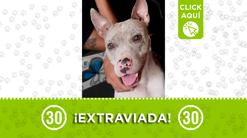 'Mia' se perdió en Yumbo por la vía La Cumbre, ¿la ha visto?