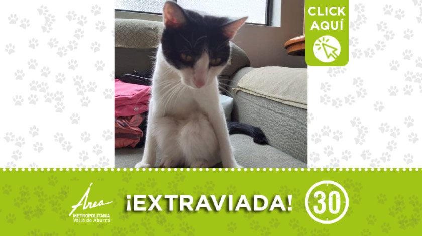 'Fufi' se extravió en Manrique desde hace varios días