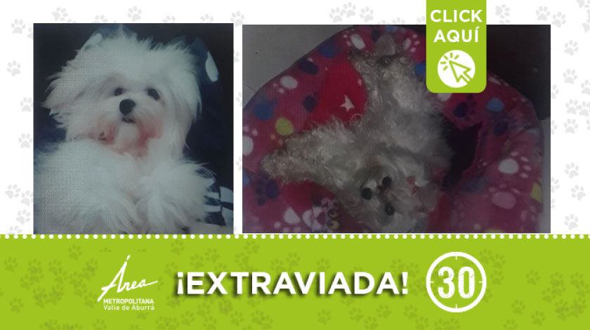 'Bilú' en el barrio Girardot de Medellín