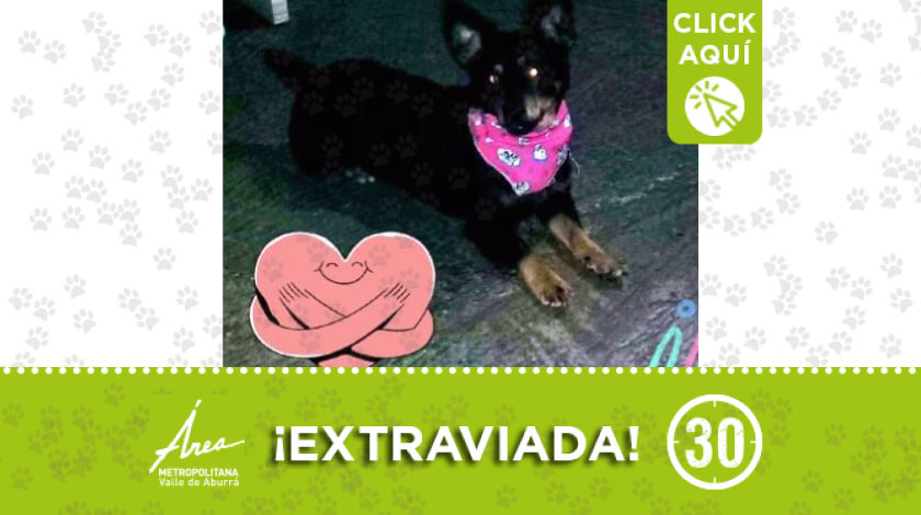 'Negra' se extravió por sector del barrio Las Brisas