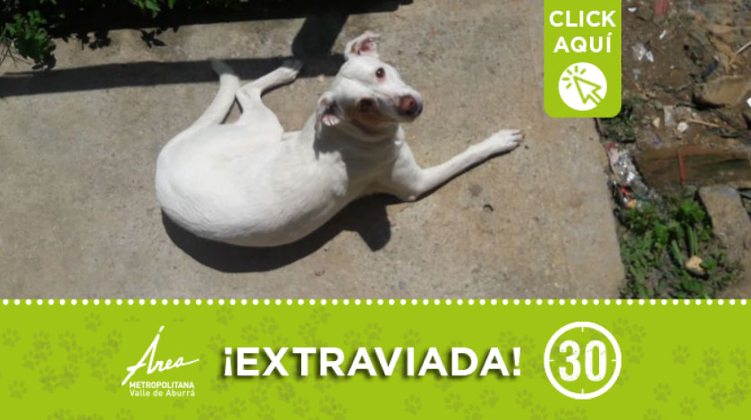 'Luna' se extravió en el barrio Popular #2 en Medellín