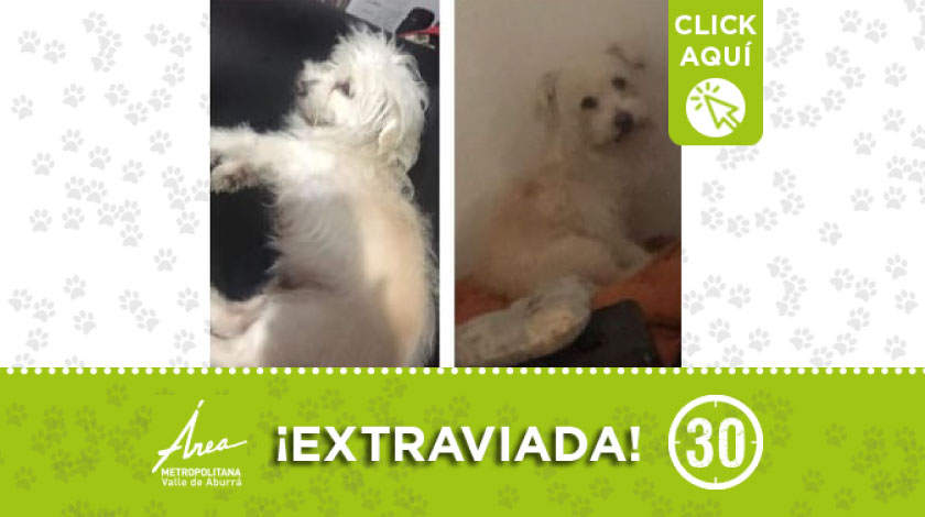 'Muñeca' se extravió desde el lunes en el barrio Alfonso López