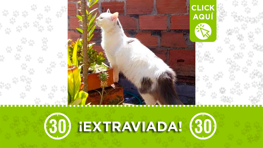 'Minnie' se perdió por Nuevo Horizonte sector del Popular #1