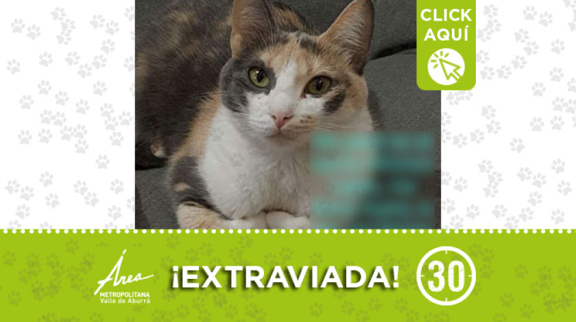 'Kyara' se extravió en el barrio Alfonso López de Medellín, ¿la ha visto?