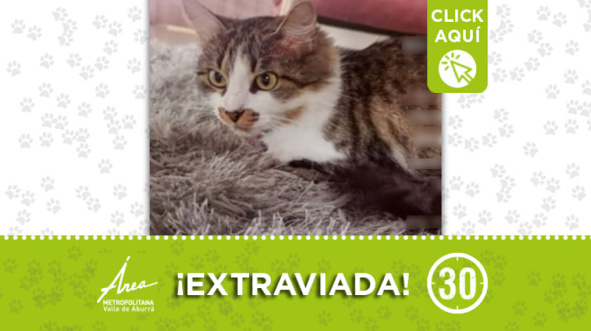 'Temis' se perdió desde el sábado por el Éxito del barrio Robledo