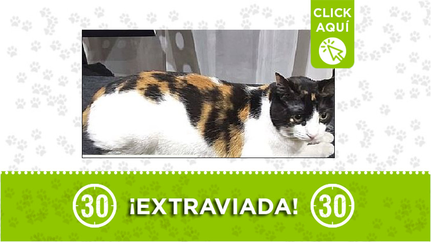 Gatica perdida en Belén La Glori