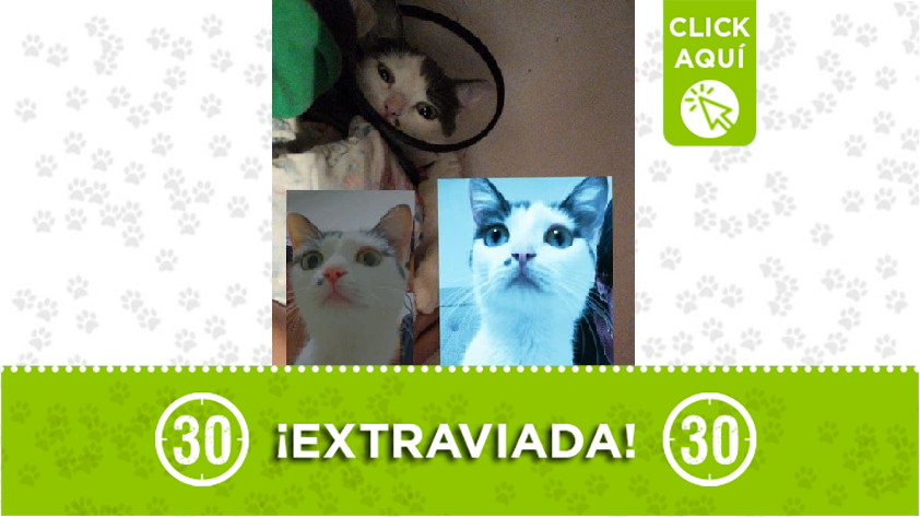 Gatica perdida en Robledo Curazao