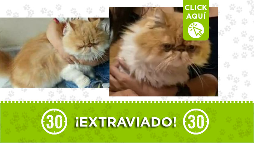 Gatico perdido en Las Palmas