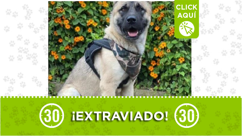 'Jeico' perdido en Manrique