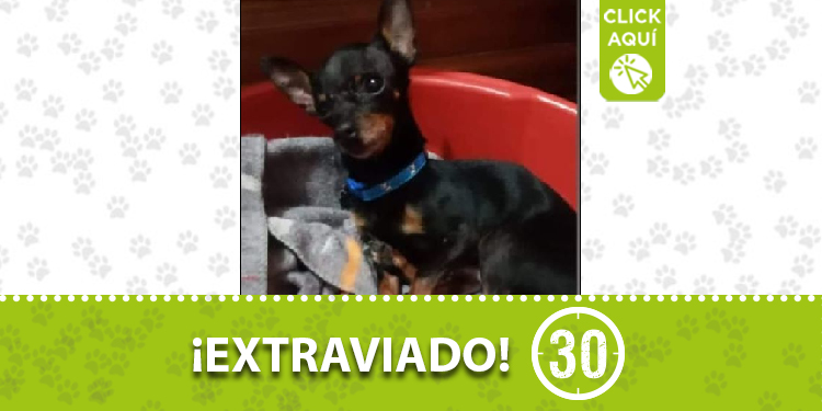 'Jeiko' perdido en Moravia