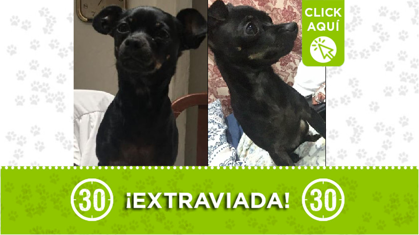 'Katty' perdida en Pajarito