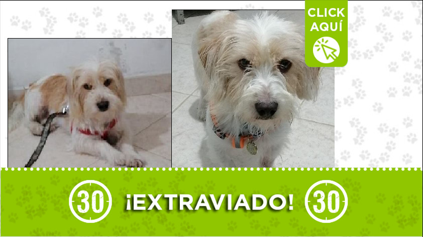 'Lucky' perdido en San Cristóbal