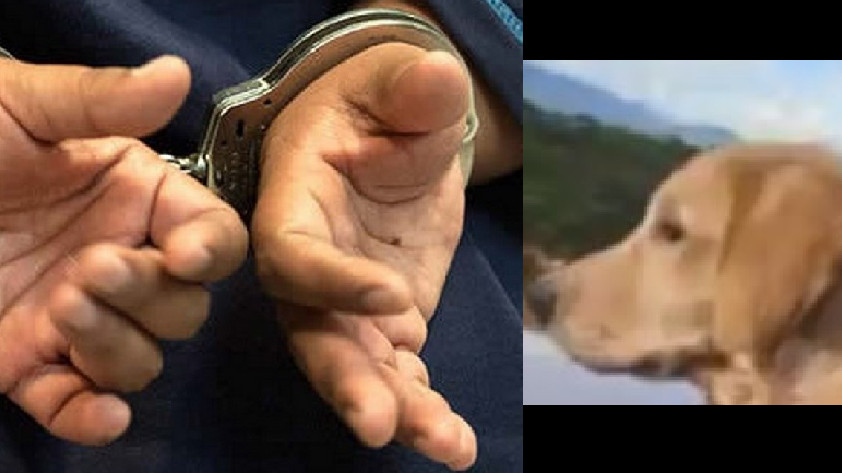 Imputado por maltrato animal