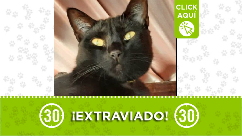 'Mambo' perdido en San Cristóbal