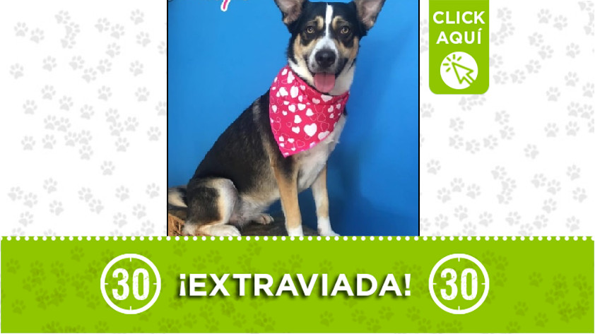 'Maya' perdida en Bello