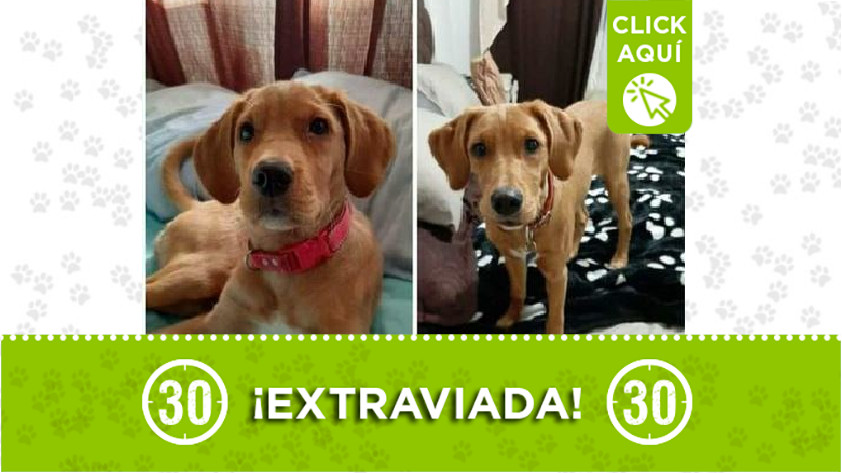 Perrita perdida en Bello