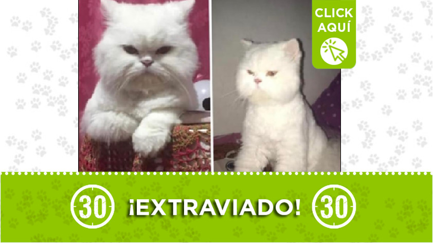 Gatico perdido en Belén