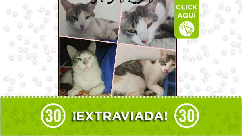 'Nala' perdida en Córdoba