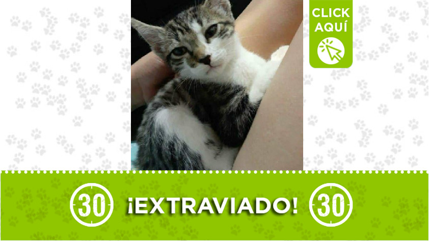 'Nerón' perdido en Bello