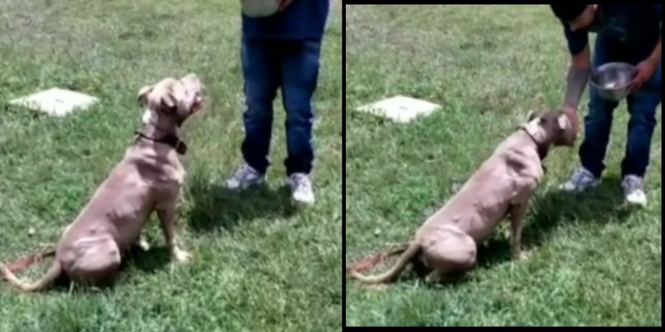 VIDEO: Era usado en peleas ilegales, a ‘Niño’ le cambiaron el ‘chip’  y ahora salva vidas detectando el covid-19