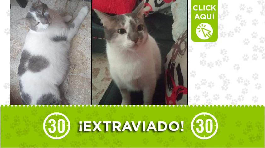 'Oliver' perdido en Laureles