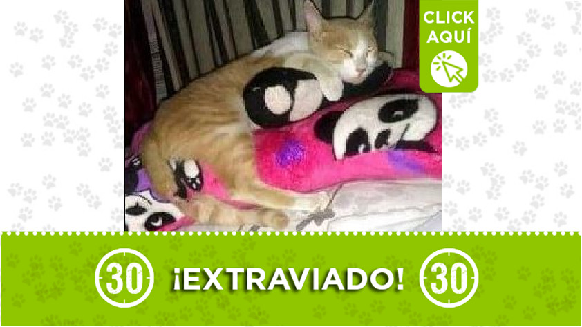 Gatico perdido en Manrique