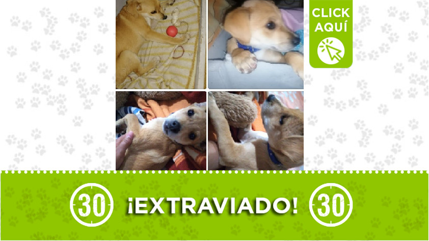 'Pepito' perdido en Santo Domingo Savio